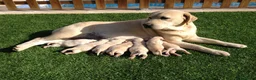 Labrador Retriever perros en venta: Cachorros labrador amarillo con pedigree  - Anuncio 5