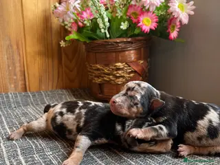 Pinscher Miniatura perros 🐶Cachorritos de Pinscher Miniatura 🐾 - Anuncio 1