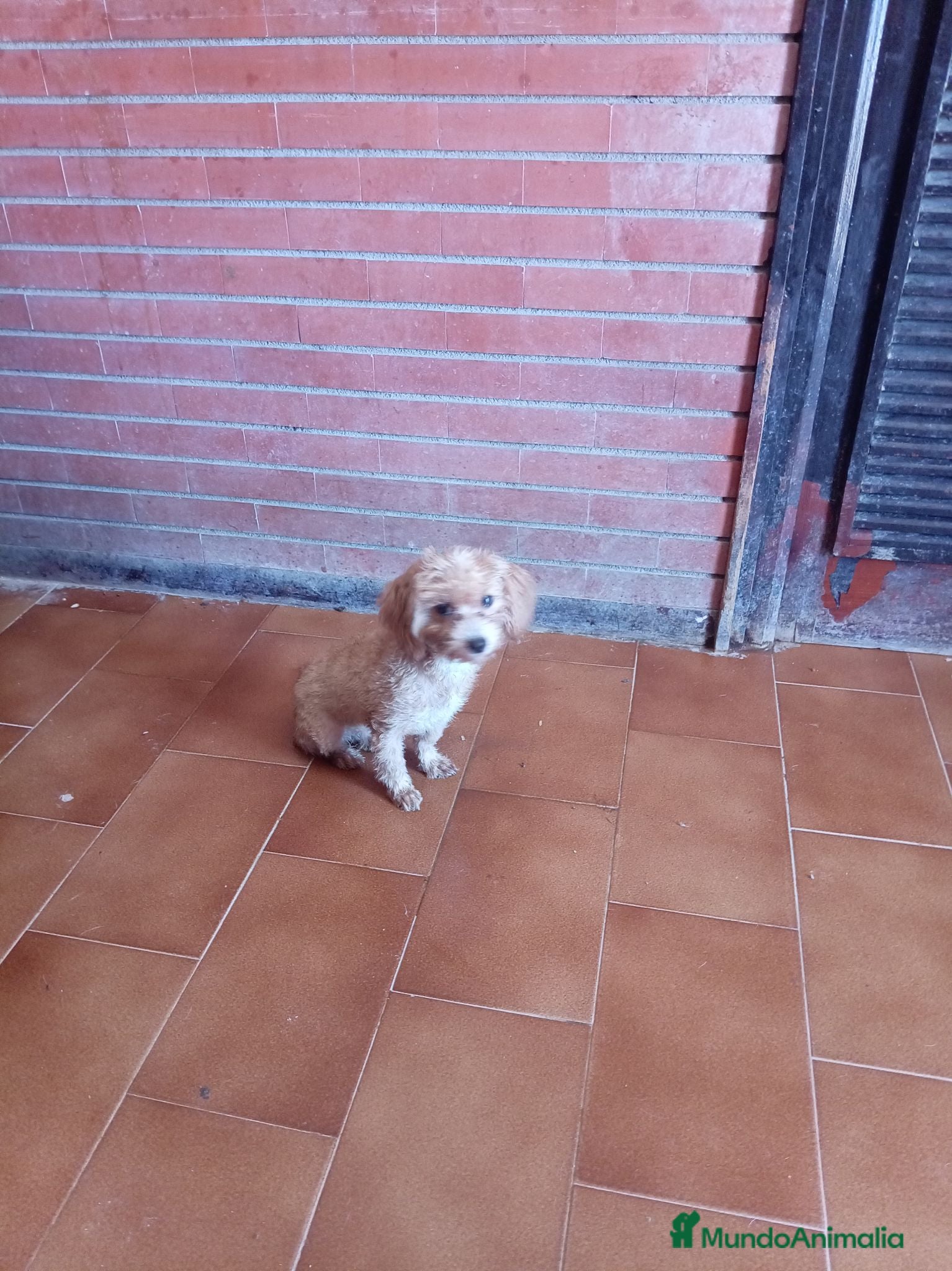 Maltipoo perros Maltipoo - Anuncio 1