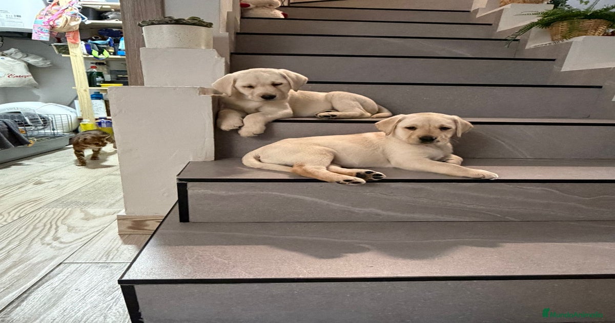 Labrador retriever dorado en venta en Barcelona | MundoAnimalia