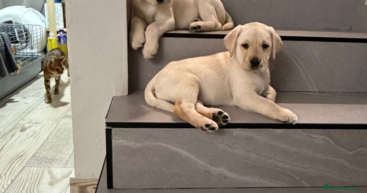 Labrador Rdorado Labrador retriever dorado en venta en Barcelona | MundoAnimalia