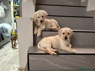 Labrador Retriever perros Labrador retriever dorado - Anuncio 14