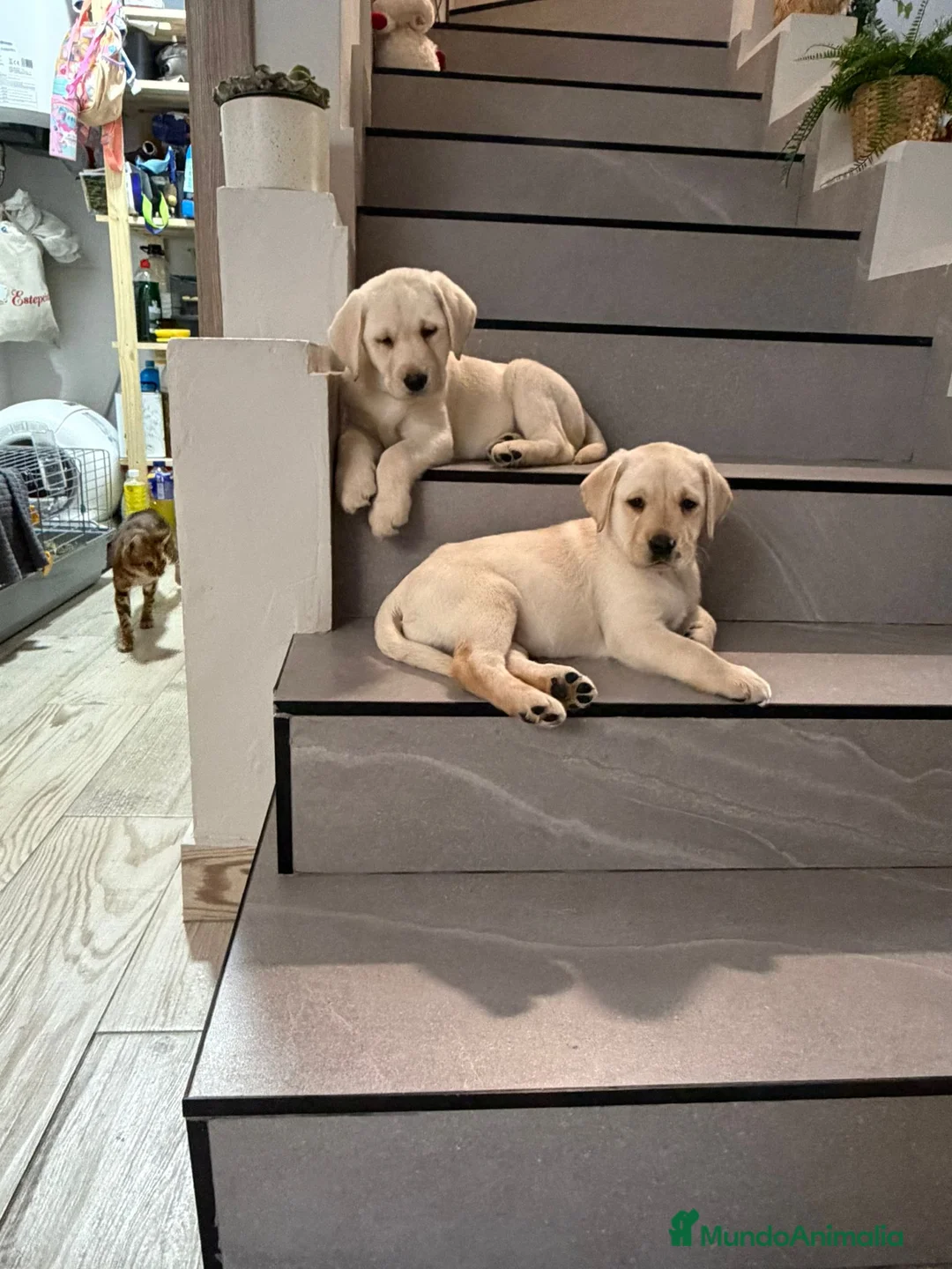 Labrador Retriever perros en venta: Labrador retriever dorado  - Anuncio 1