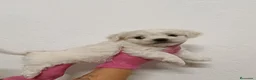 Bichón Maltés perros en venta: Bichón maltés  - Anuncio 5