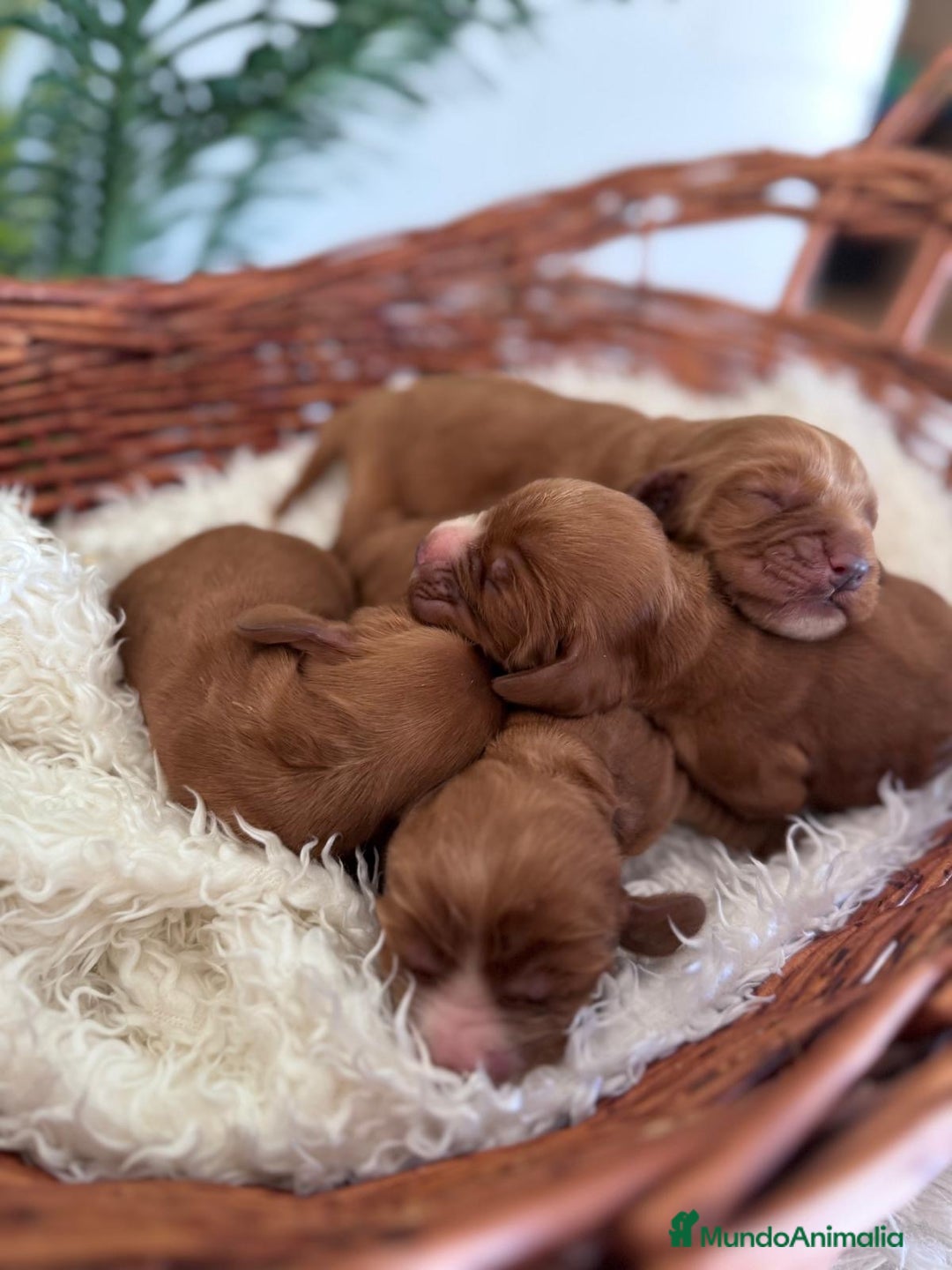 Cocker Spaniel Inglés perros en venta: COCKER SPANIEL INGLES - Imagen 6