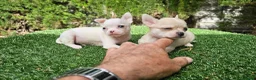 Chihuahua perros en venta: Cachorritos mini toy  - Anuncio 3