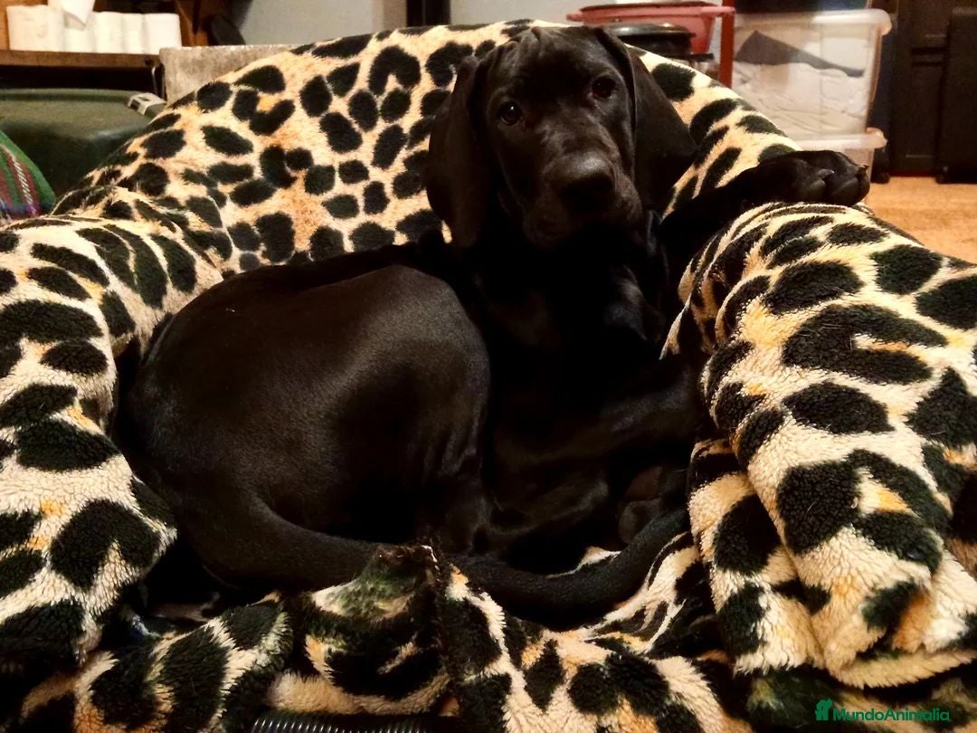 Rhodesian Ridgeback perros RHODESIAN RIDGEBACK NEGRA CRESTADA – 8 MESES - Anuncio 1