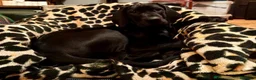 Rhodesian Ridgeback perros en venta: RHODESIAN RIDGEBACK NEGRA CRESTADAA – 8 MESES - Anuncio 3