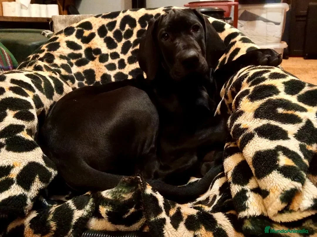 Rhodesian Ridgeback perros en venta: RHODESIAN RIDGEBACK NEGRA CRESTADAA – 8 MESES - Anuncio 3