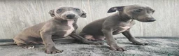 Whippet perros en venta: WHIPPET GRIS MACHO - Anuncio 2