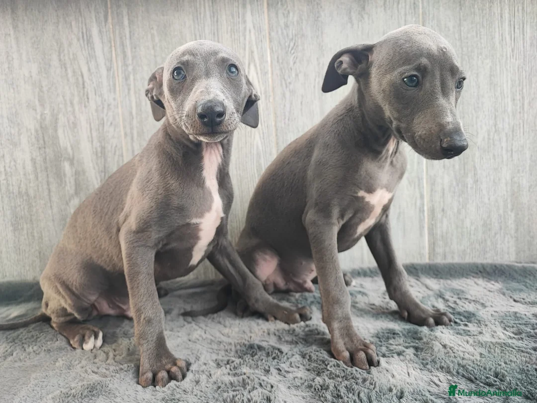 Whippet perros en venta: WHIPPET GRIS MACHO - Anuncio 2