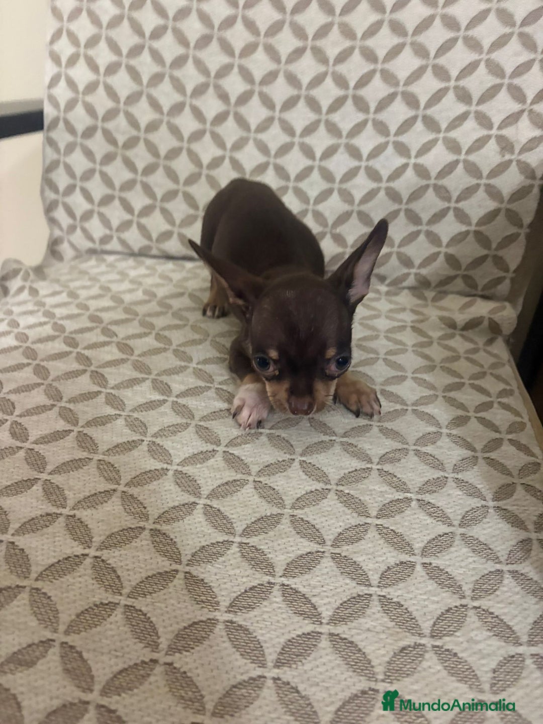 Chihuahua perros en venta: Chihuahua mini toy cabeza manzana  - Anuncio 16