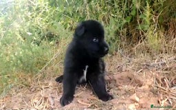 Perro Lobo Checoslovaco perros en venta: Perro lobo bajo contenido - Imagen 1