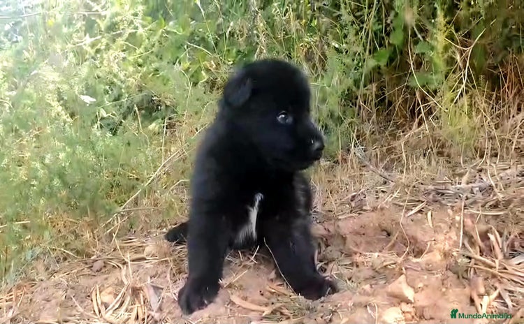 Perro Lobo Checoslovaco perros - Propaganda 1