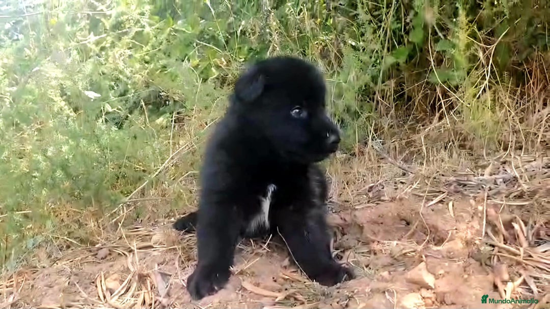 Perro Lobo Checoslovaco perros en venta: Perro lobo bajo contenido - Imagen 1