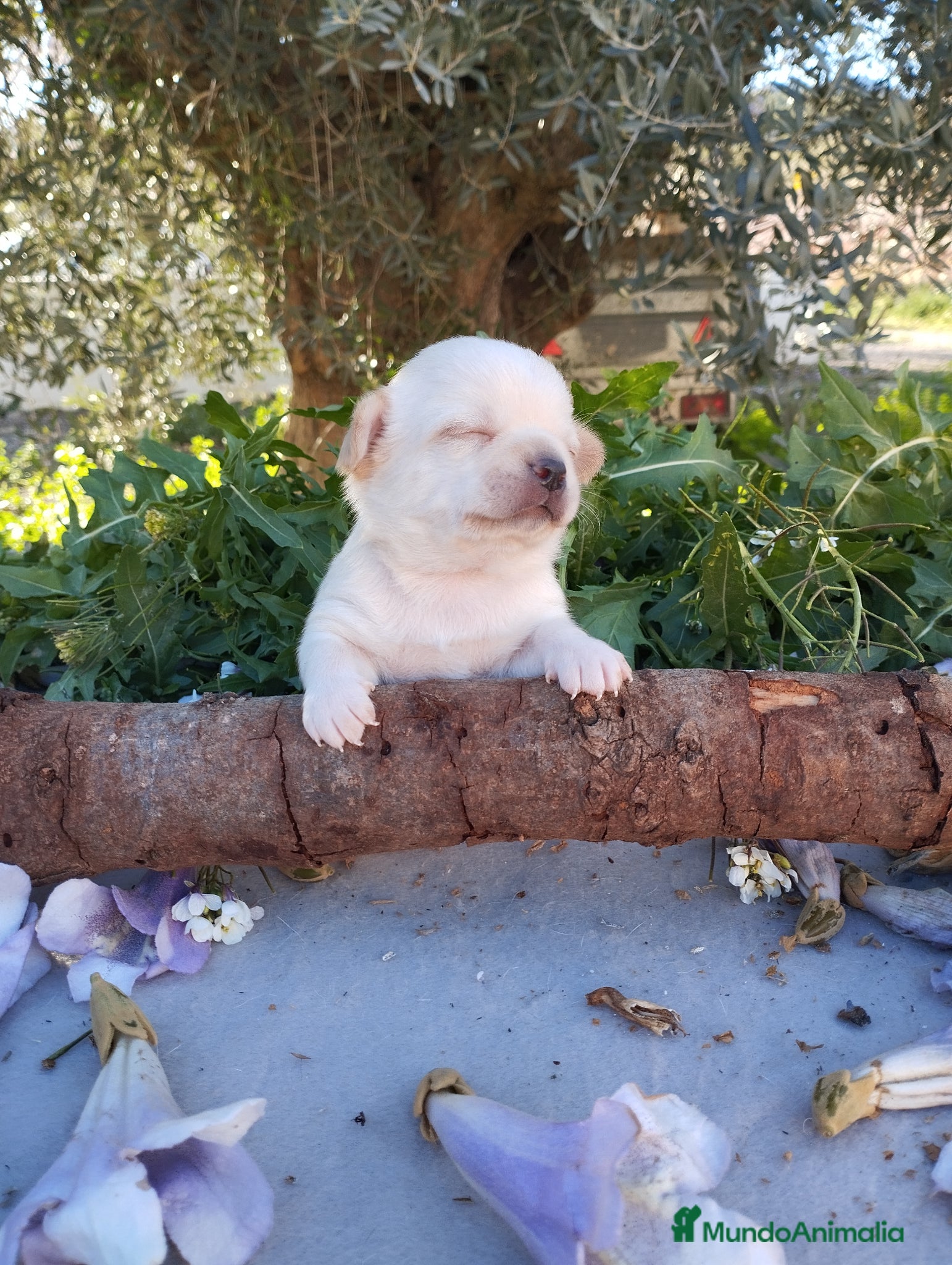 Chihuahua perros Chihuahuas Toy Cabeza de manzana - Anuncio 1