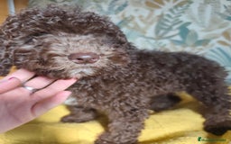 Perro de Agua Español perros en venta: Macho chocolate 🤎 - Imagen 4