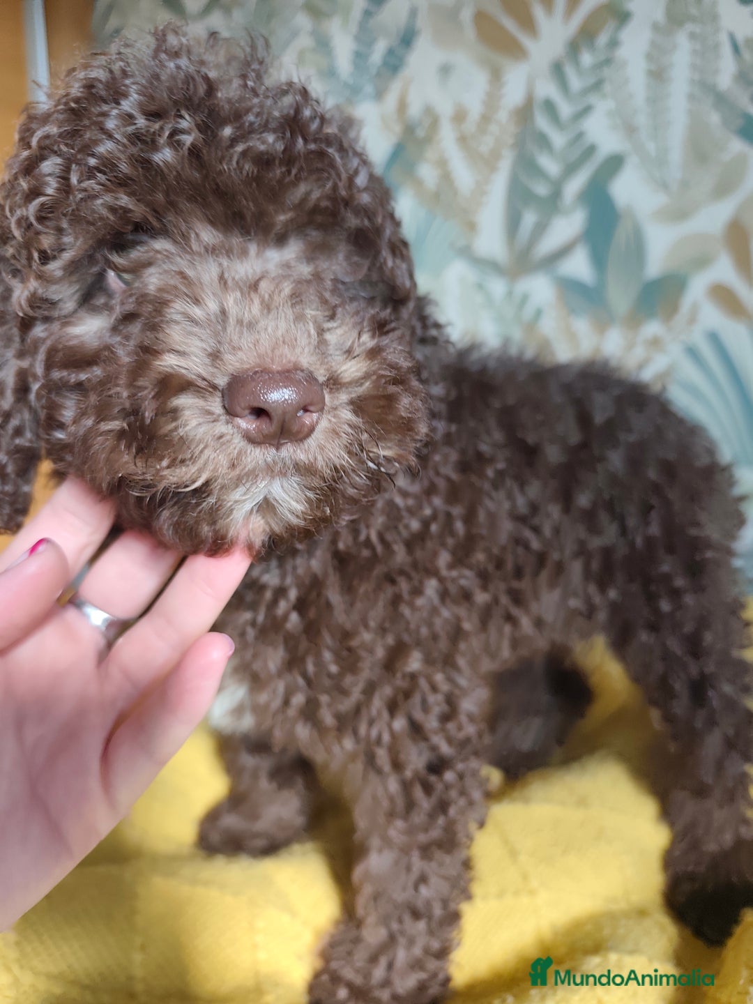 Perro de Agua Español perros en venta: Macho chocolate 🤎 - Imagen 4