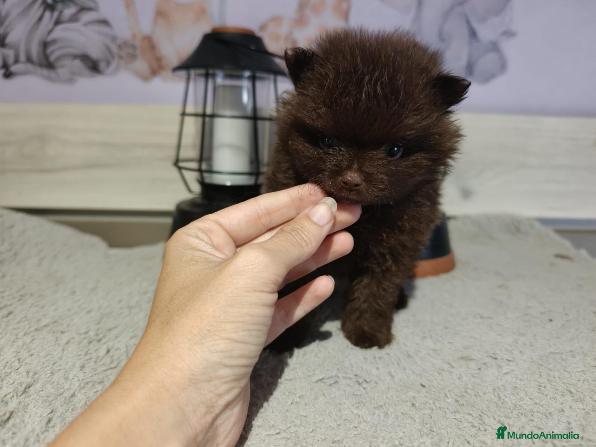 Pomerania perros Pomeranias - Anuncio 5