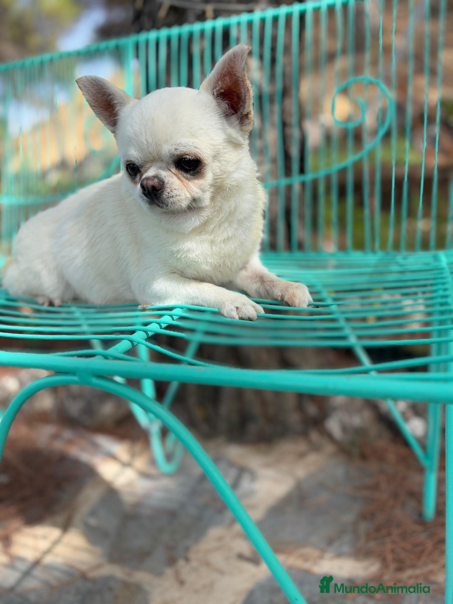 Chihuahua perros Chihuahuas Toy muy bonitos y pequeñitos !! - Anuncio 2