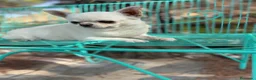 Chihuahua perros en venta: Chihuahuas Toy muy bonitos y pequeñitos !! - Anuncio 1