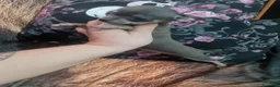 Chihuahua perros en venta: Hembras de chihuahua muy pequeña  - Anuncio 6
