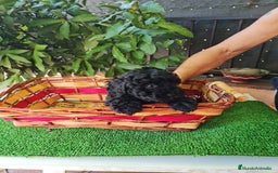Caniche Toy perros en venta: Caniche - Imagen 13