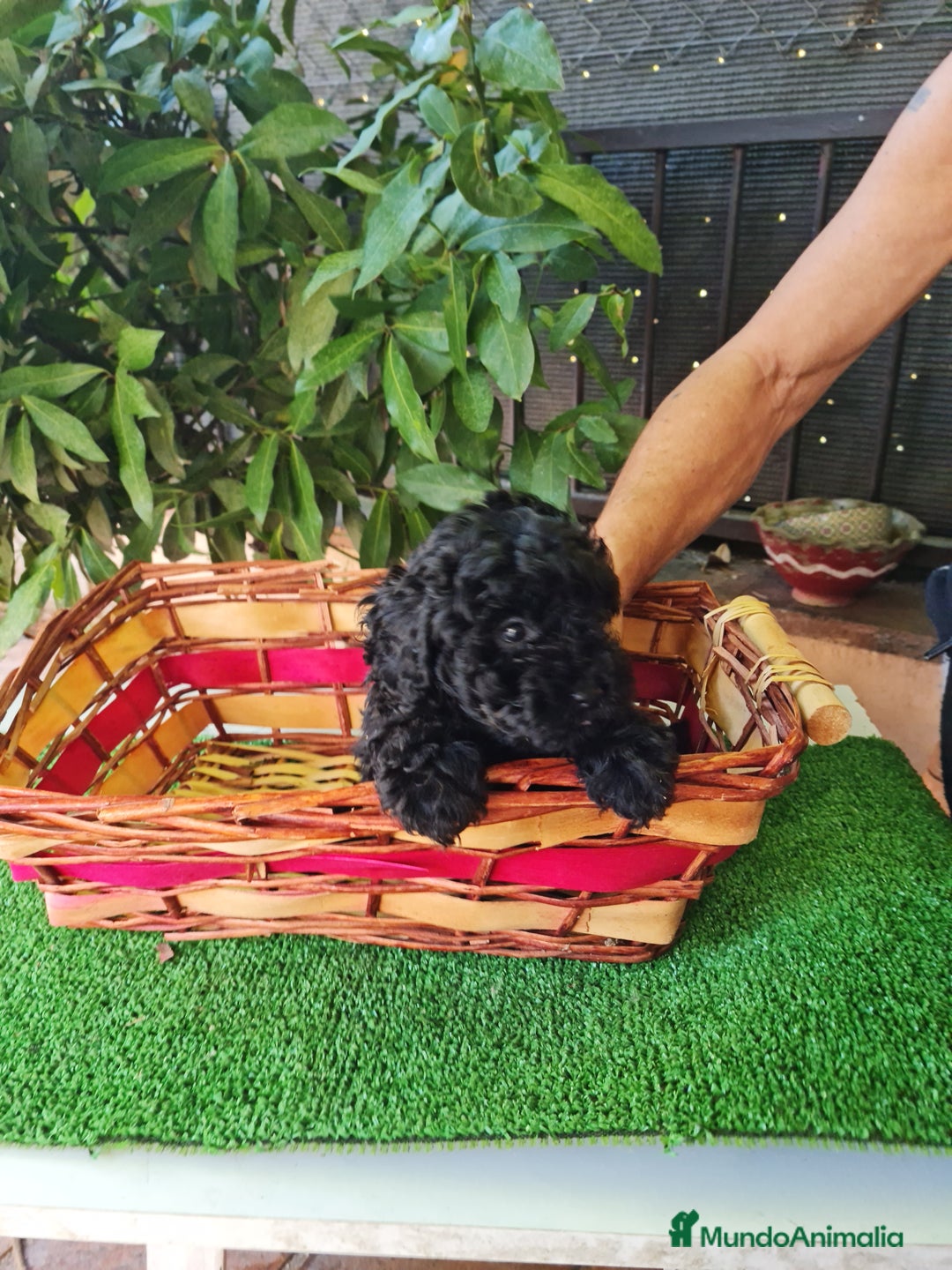 Caniche Toy perros en venta: Caniche - Imagen 13