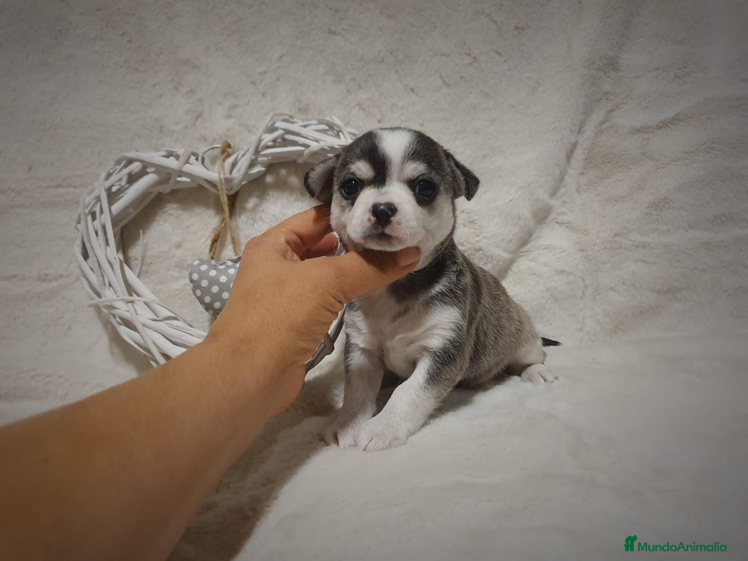 Chihuahua perros en venta: Perro Chihuahua  - Imagen 18