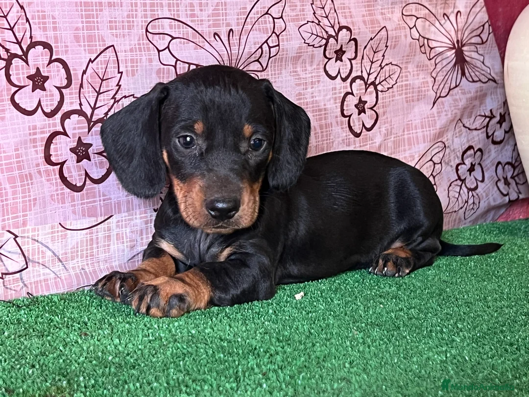 Teckel Miniatura perros en venta: Teckel miniatura pura raza  en Ciudad Real - Anuncio 3