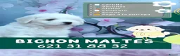 Bichón Maltés perros en venta: Preciosos bichón maltés enano  - Anuncio 1