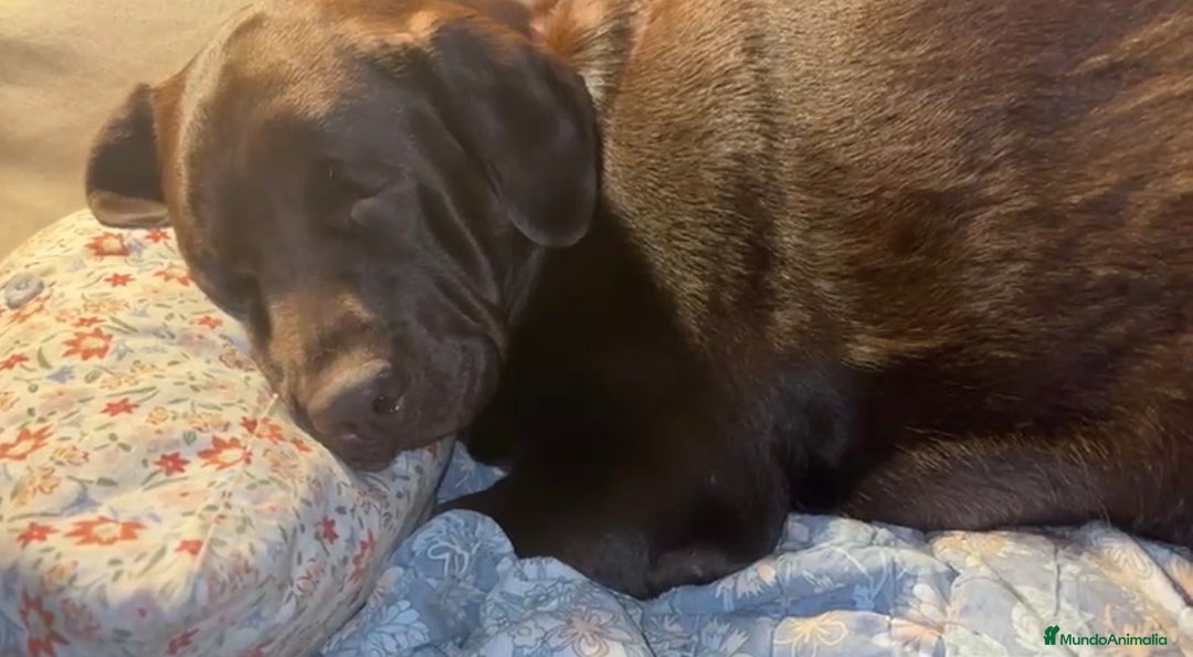 Labrador Retriever perros en venta: Camada espectacular de labradores chocolate - Anuncio 5