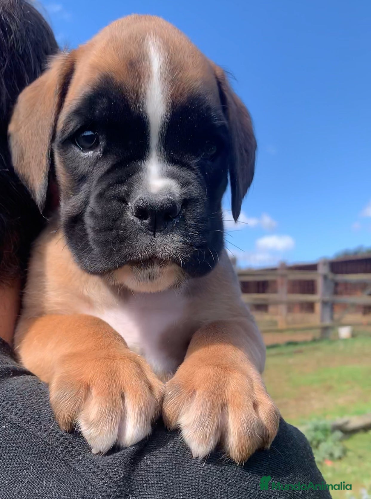 Boxer perros Magníficos cachorros BOXER, excelente genealogía - Anuncio 1