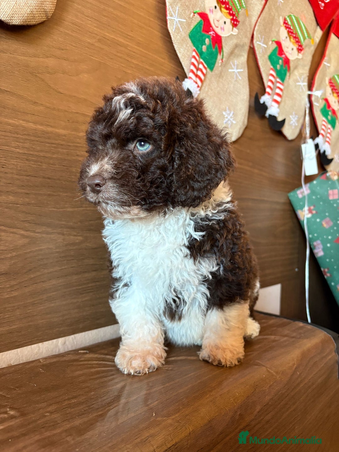 Perro de Agua Español perros en venta: Perro.de agua  - Anuncio 15