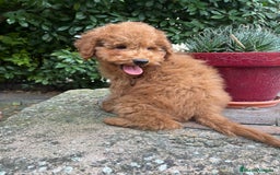Caniche Enano perros en venta: ❗❗❗ OPORTUNIDAD  - Imagen 3