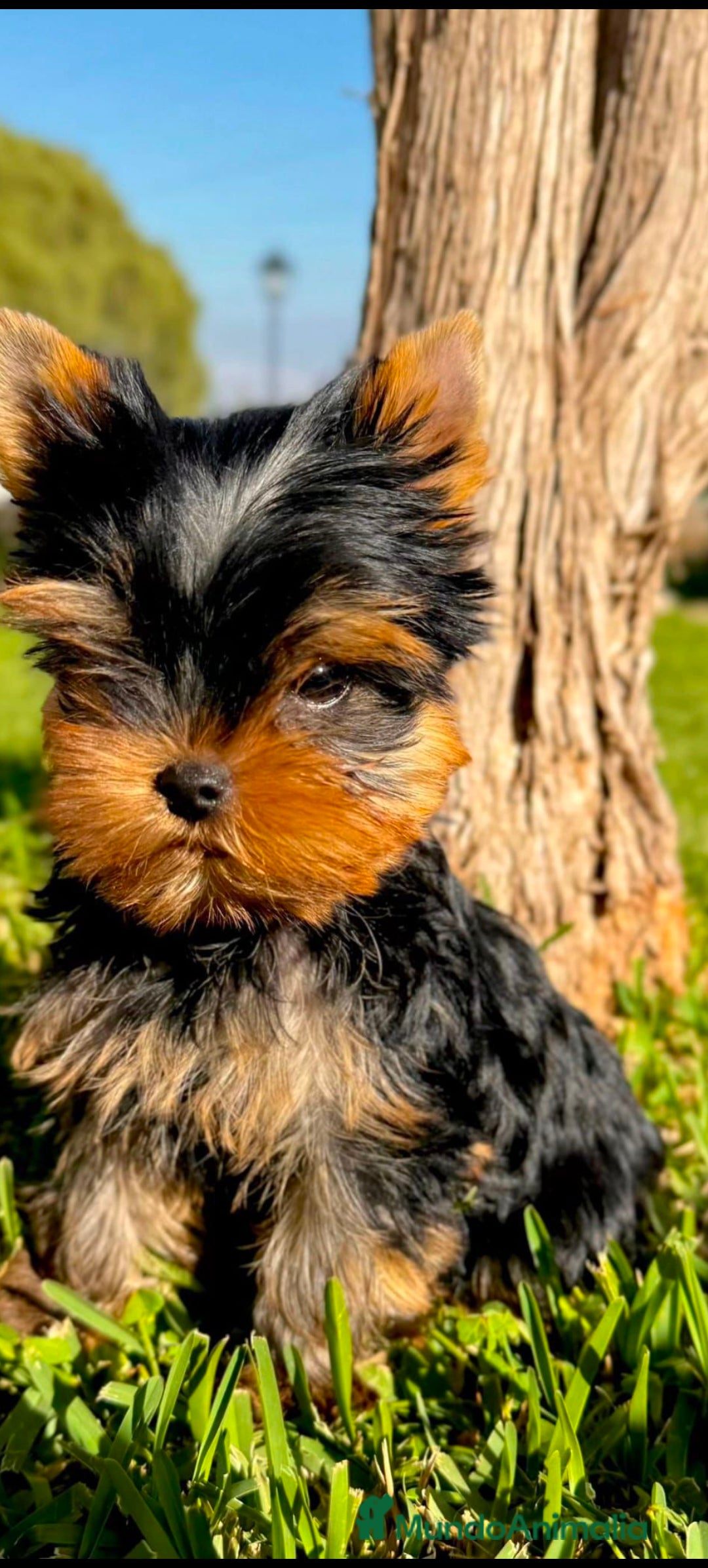 Yorkshire Terrier perros Yorkshire Toy  - Anuncio 1