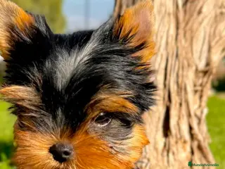 Yorkshire Terrier perros Yorkshire Toy - Anuncio 22