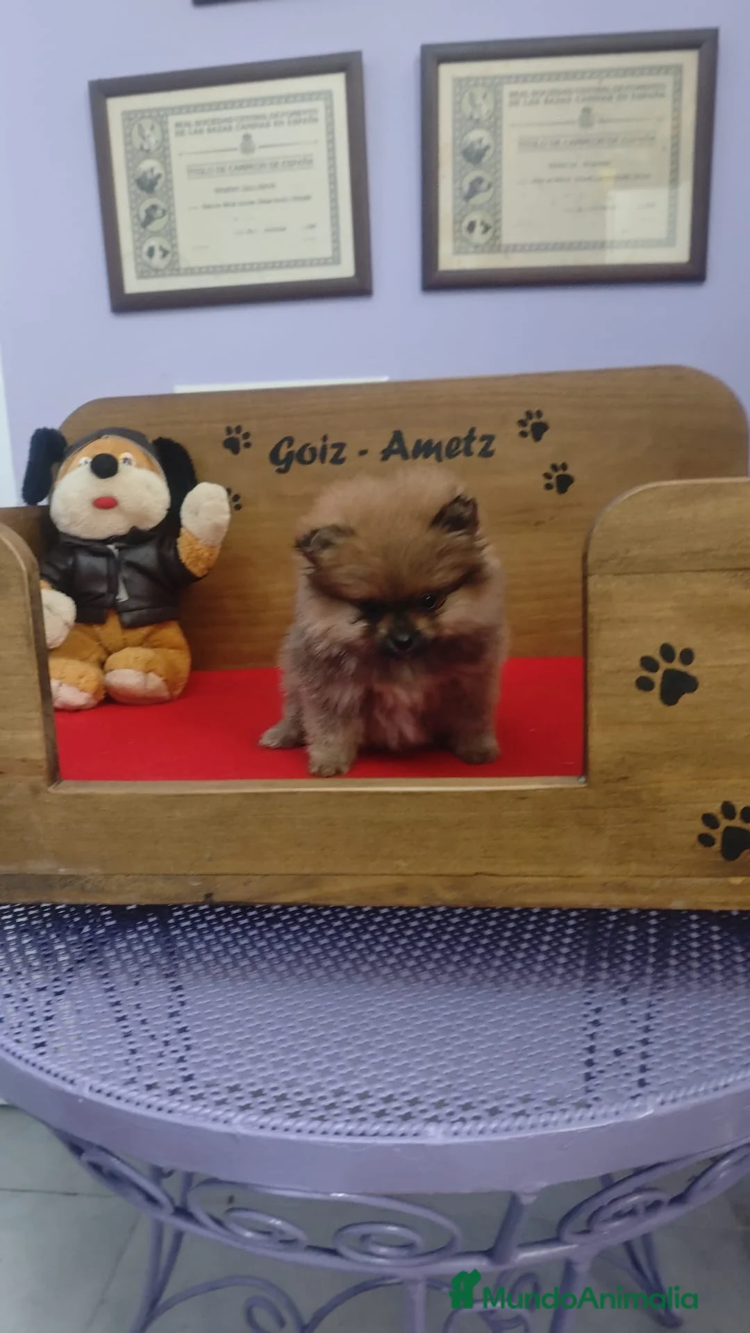 Pomerania perros en venta: POMERANIA LULU hembra ROJA y macho NEGRO/FUEGO - Anuncio 2