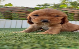 Cocker Spaniel Inglés perros en venta: COCKER SPANIEL INGLES - Imagen 6