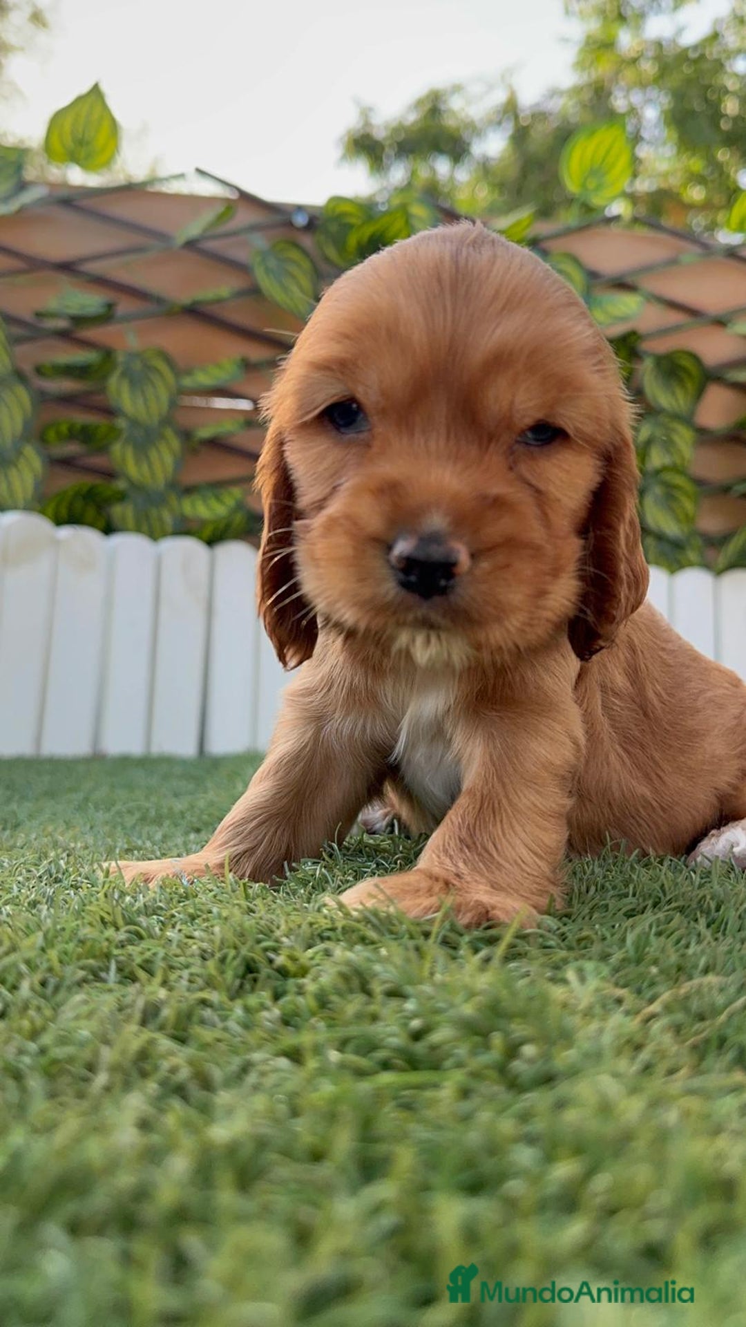 Cocker Spaniel Inglés perros en venta: COCKER SPANIEL INGLES - Imagen 6