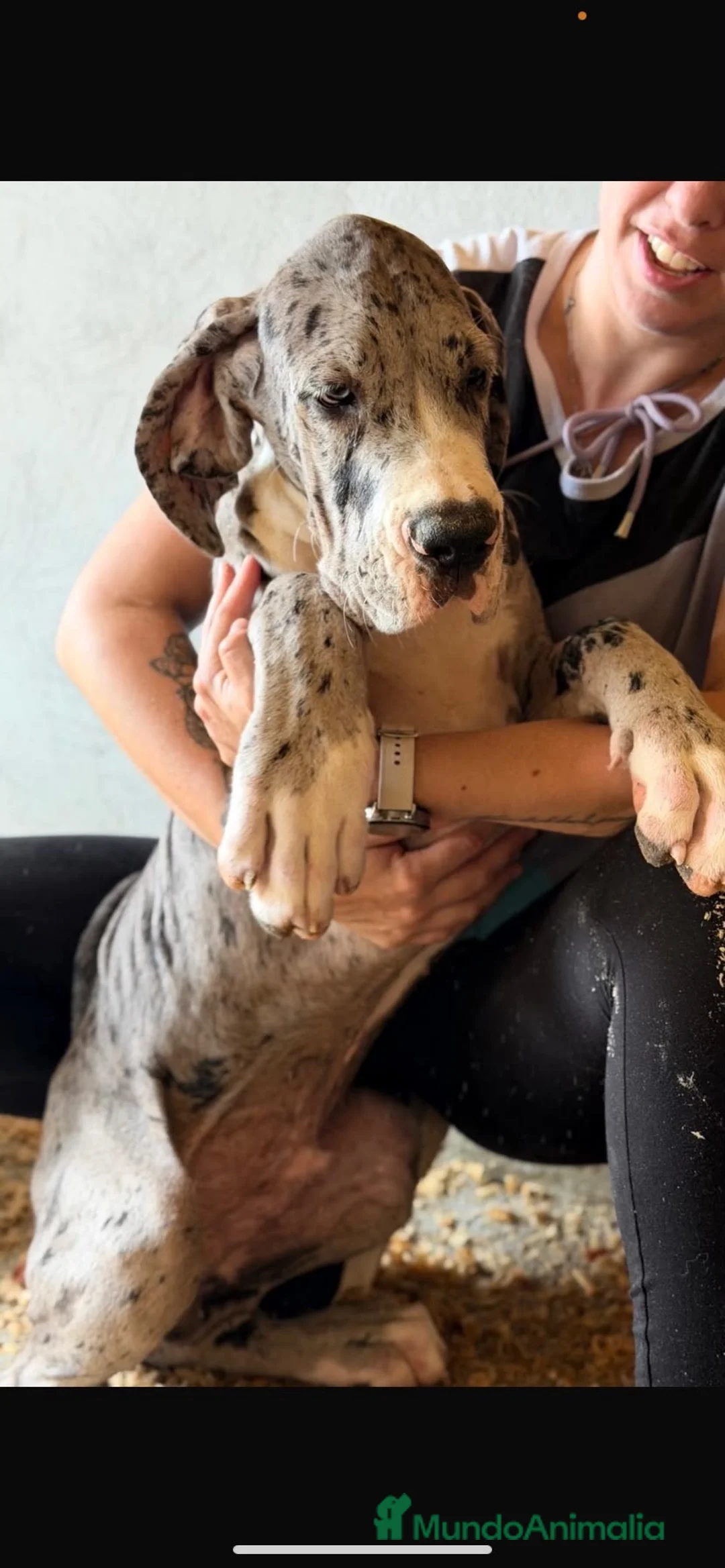 Dogo Alemán perros en venta: Camada dogo aleman(gran danés) - Anuncio 3