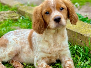 Épagneul Breton perros en Barcelona - Anuncio 3