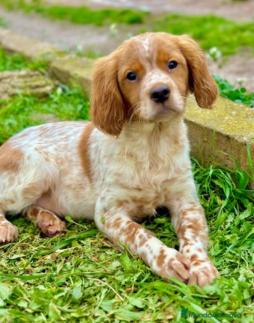 Épagneul Breton perros en Barcelona - Anuncio 4