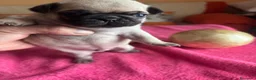 Carlino - Pug perros en venta: Cachorros de carlino  - Anuncio 6