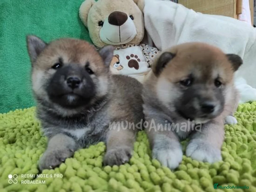 Imagen de galería {{count}}