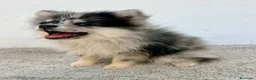 Pomerania perros en venta: Lulu Pomerania tri blue - Anuncio 13