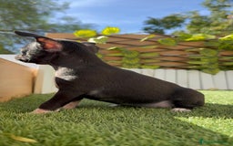 Chihuahua perros en venta: CHIHUAHUA HEMBRA - Imagen 14