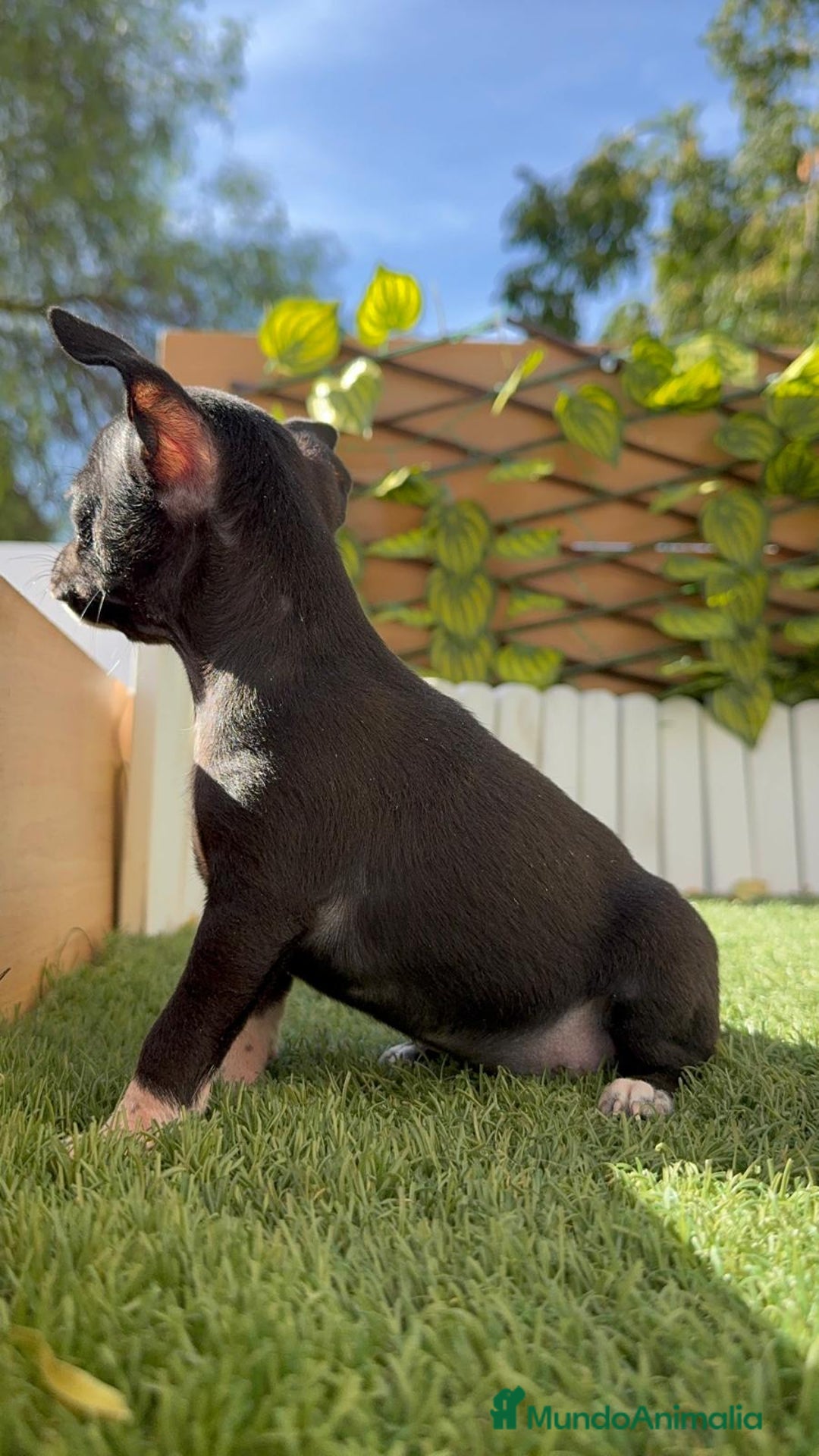 Chihuahua perros en venta: CHIHUAHUA HEMBRA - Imagen 14