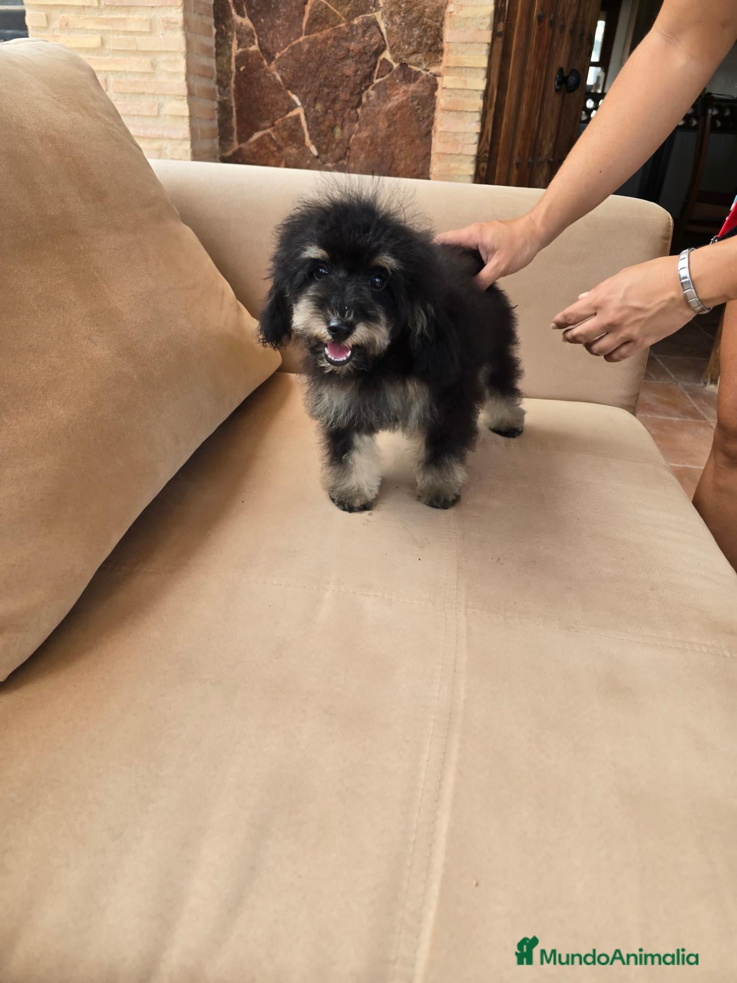 Caniche Toy perros Caniche toy economico - Anuncio 2