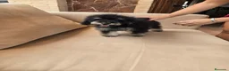 Caniche Toy perros en venta: Caniche toy economico - Anuncio 1